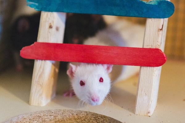 What Are the Specific Care Requirements for a Hairless Rat?